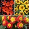 12 Annuals For Pots | The Waterloo Sunset Collection | Petunia, Dahlia & Begonia 2 12 Annuals For Pots | The Waterloo Sunset Collection | Petunia, Dahlia & Begonia -Roots ABCOL10 1