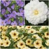 12 Annuals For Pots | The Summer Serenity Collection | Petunia, Bacopa & Dahlia 1 12 Annuals For Pots | The Summer Serenity Collection | Petunia, Bacopa & Dahlia -Roots ABCOL16 1