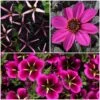 12 Annuals For Hanging Baskets | The Dark Side Of The Moon Collection | Calibrachoa, Petunia & Dahlia 1 12 Annuals For Hanging Baskets | The Dark Side Of The Moon Collection | Calibrachoa, Petunia & Dahlia -Roots ABCOL17 1