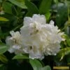 'Rosa Banksiae 'Alba Plena' | Rambling Rose 1 'Rosa Banksiae 'Alba Plena' | Rambling Rose -Roots Alba 1