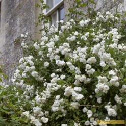 'Rosa Banksiae 'Alba Plena' | Rambling Rose 10 'Rosa Banksiae 'Alba Plena' | Rambling Rose -Roots Alba 3 fb9bc423 e321 4954 addf ed0556215de3