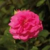 'Palace Truly Loved' Floribunda Rose 2 'Palace Truly Loved' Floribunda Rose -Roots Avila Palace Poulpal044 N