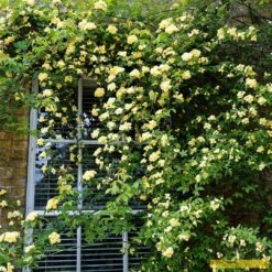 'Rosa Banksiae 'Lutea' | Rambling Rose 11 'Rosa Banksiae 'Lutea' | Rambling Rose -Roots Bank 3