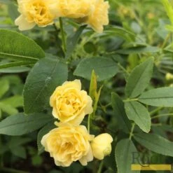 'Rosa Banksiae 'Lutea' | Rambling Rose 12 'Rosa Banksiae 'Lutea' | Rambling Rose -Roots Bank 4