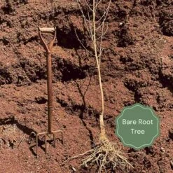 'New Large Early' Apricot Tree 9 'New Large Early' Apricot Tree -Roots Bare root example 79cccdb1 d7a8 4500 b343 087c8216fe01