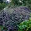 Ceanothus 'Puget Blue 1 Ceanothus 'Puget Blue -Roots CLI0098 1