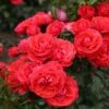 'Cherry Girl' Floribunda Rose 1 'Cherry Girl' Floribunda Rose -Roots Cherry Girl 8 9780628f d4a2 46a7 b70d 49c9c6af1f1b