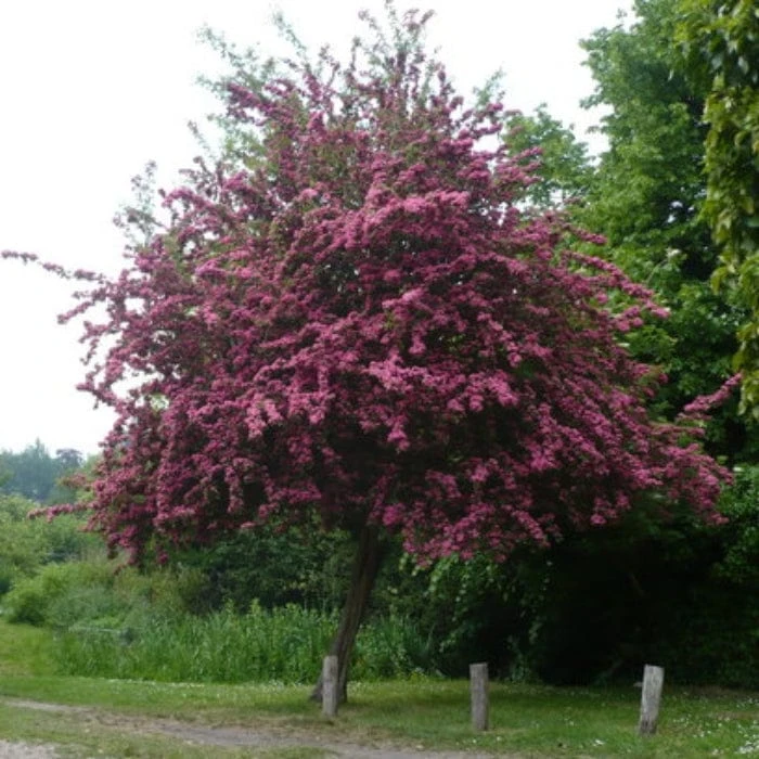 Crimson Cloud' Hawthorn Tree | Crataegus Laevigata 4 Crimson Cloud' Hawthorn Tree | Crataegus Laevigata - Image 2
