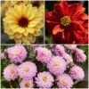 Dahlia Temptation Collection 1 Dahlia Temptation Collection -Roots Dahlia collage