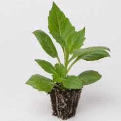 Dahlia 'Happy Days Pink' Jumbo Plug Plants 10 Dahlia 'Happy Days Pink' Jumbo Plug Plants -Roots Dahlia example ee81a90b 5eee 4901 9b3d a7eaf18277df