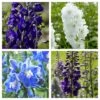 Delphinium Camelot Collection 2 Delphinium Camelot Collection -Roots Delphinium Collage