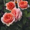 'Duchess Of Cornwall' Hybrid Tea Rose -Roots Duchess of Cornwall 1