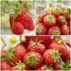 All Season Strawberry Plants Collection 2 All Season Strawberry Plants Collection -Roots FRCOL1 1