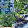 All Season Blueberry Plants Collection 2 All Season Blueberry Plants Collection -Roots FRCOL3 1