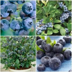 All Season Blueberry Plants Collection