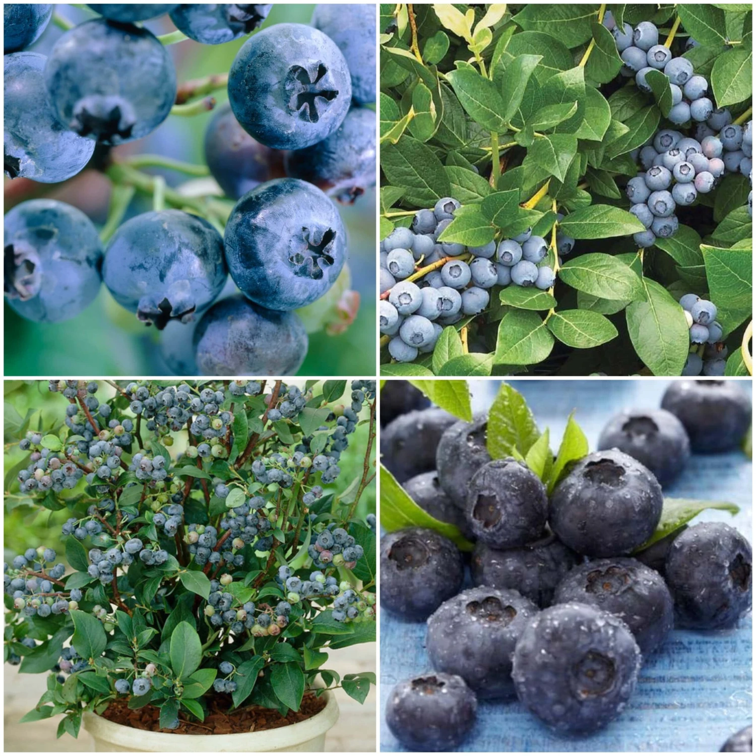 All Season Blueberry Plants Collection 3 All Season Blueberry Plants Collection