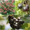 Unusual Berry Collection 2 Unusual Berry Collection -Roots FRCOL5 1 900x 283a8f19 0739 4854 8af4 094a4fff1741
