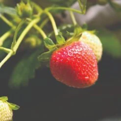 Cambridge Favourite Strawberry Plants 9 Cambridge Favourite Strawberry Plants -Roots FRU0018 1