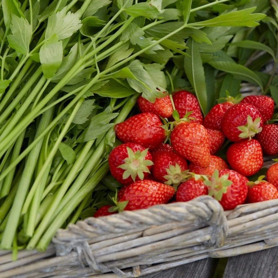 Cambridge Favourite Strawberry Plants 4 Cambridge Favourite Strawberry Plants - Image 2