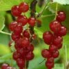 Rovada Redcurrant Bush 1 Rovada Redcurrant Bush -Roots FRU0025 4