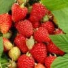 Tulameen Raspberry Plants 1 Tulameen Raspberry Plants -Roots FRU0027 2