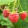 Polka Raspberry Plants 1 Polka Raspberry Plants -Roots FRU0029 2