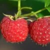 Malling Leo Raspberry Plants -Roots FRU0030 1