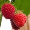 Malling Admiral Raspberry Plants -Roots FRU0032 1