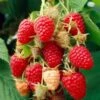 Glen Prosen Raspberry Plants -Roots FRU0036 2