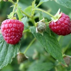Award Winning Raspberry Canes | Growers' Choice 11 Award Winning Raspberry Canes | Growers' Choice -Roots FRU0039 1 493da097 e491 462e 81ee 19f087484cc0