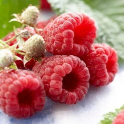 Autumn Bliss Raspberry Plants 10 Autumn Bliss Raspberry Plants -Roots FRU0041 1