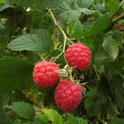 Autumn Bliss Raspberry Plants 12 Autumn Bliss Raspberry Plants -Roots FRU0041 3