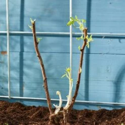Autumn Bliss Raspberry Plants 11 Autumn Bliss Raspberry Plants -Roots FRU0041 4