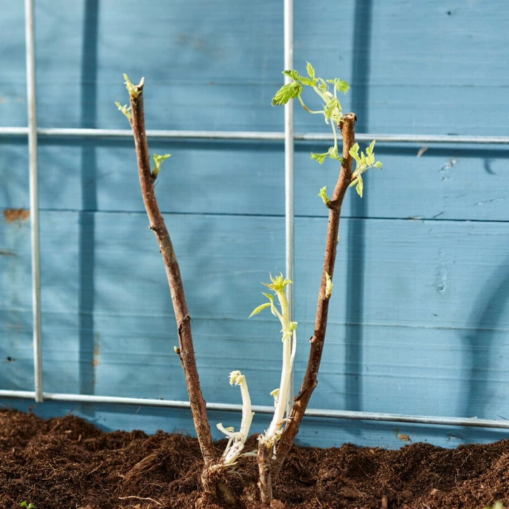 Autumn Bliss Raspberry Plants 6 Autumn Bliss Raspberry Plants - Image 4