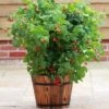 Ruby Beauty Raspberry Plant 2 Ruby Beauty Raspberry Plant -Roots FRU0045 1