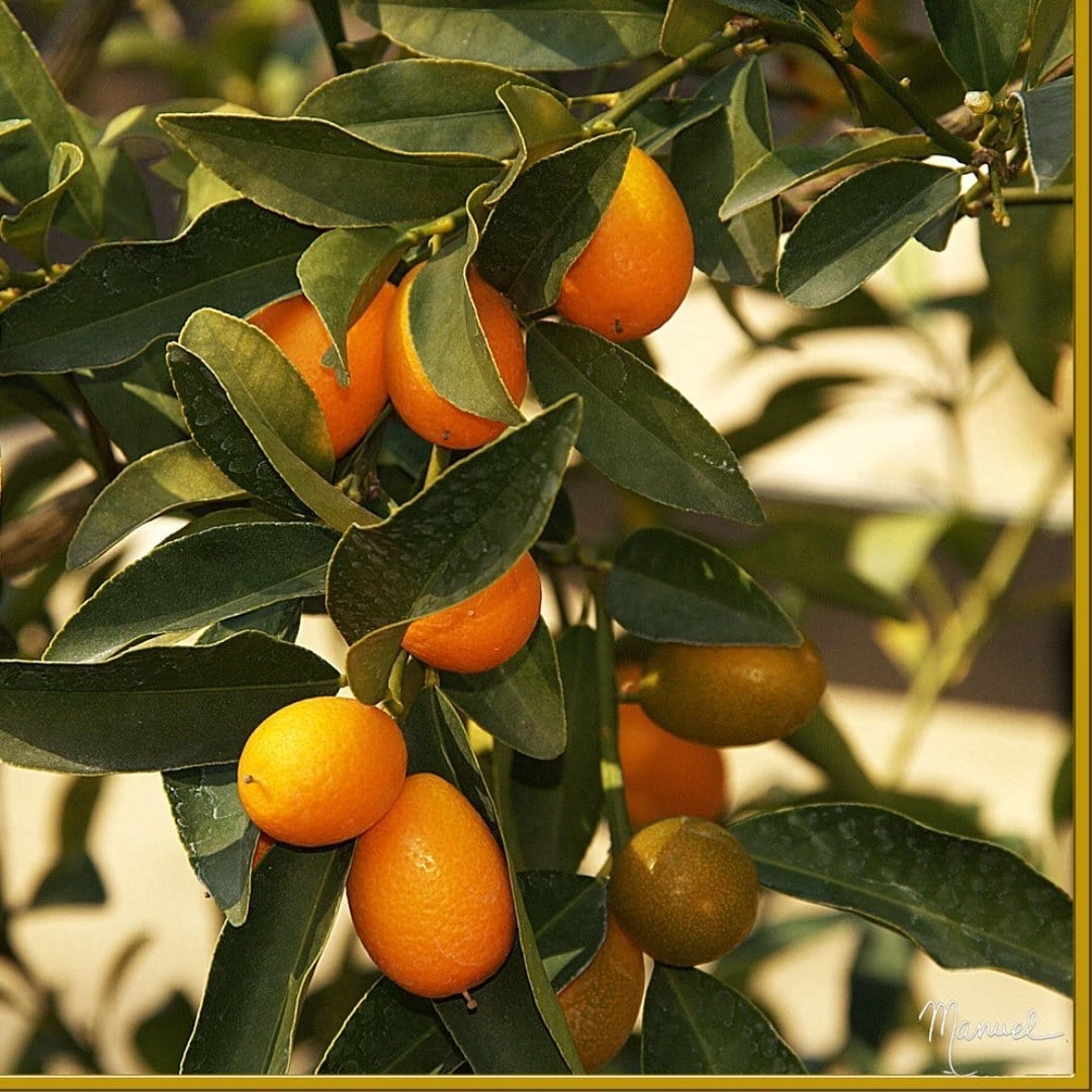 Kumquat Tree | Grafted Mini-Stem 3 Kumquat Tree | Grafted Mini-Stem