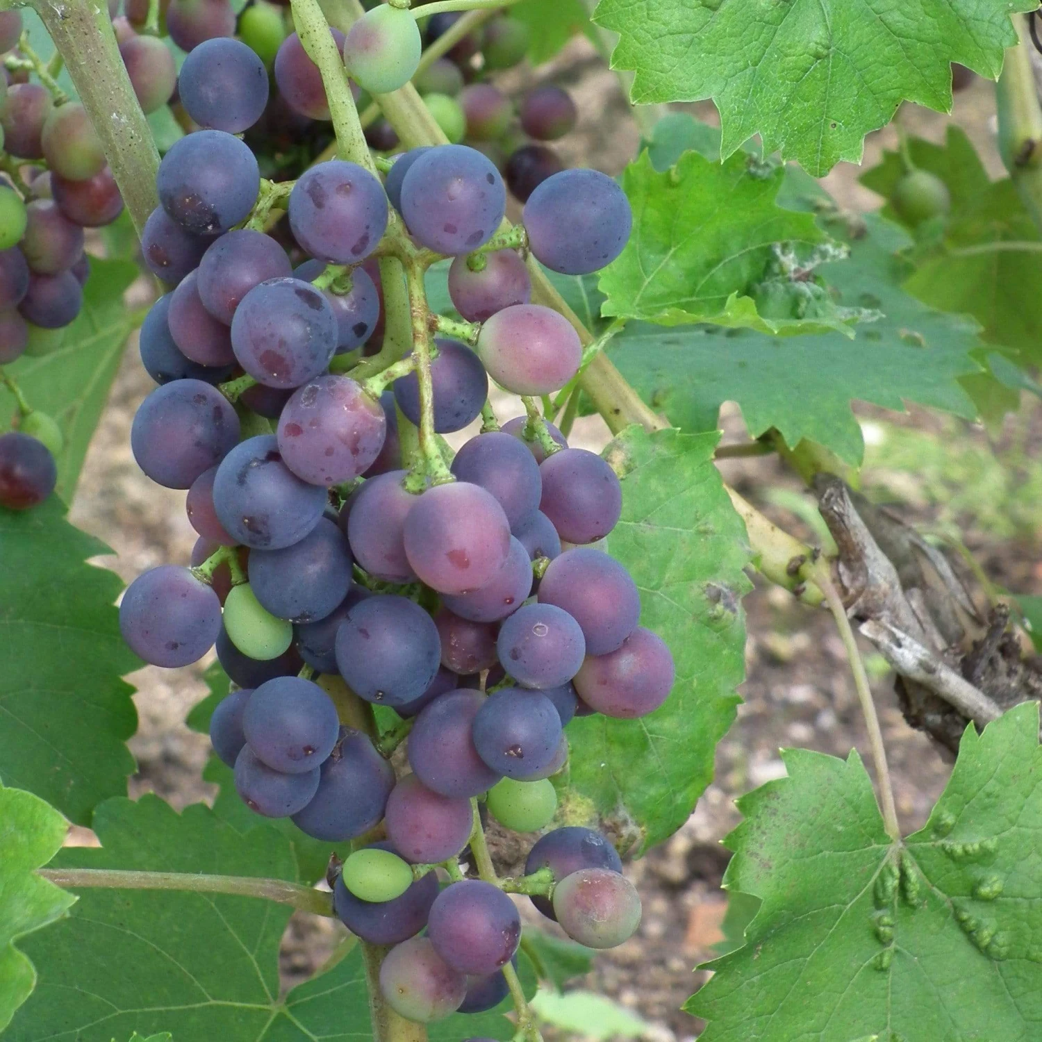 'Muscat Blue' Grape Vine 3 'Muscat Blue' Grape Vine