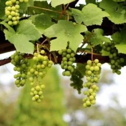 'Lakemont' Seedless Outdoor Grape Vine -Roots FRU0069 2