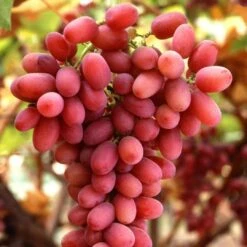 Seedless Outdoor Grape Collection 9 Seedless Outdoor Grape Collection -Roots FRU0070 1 c32b8699 ae0e 4165 8257 4d61cf0ef37e