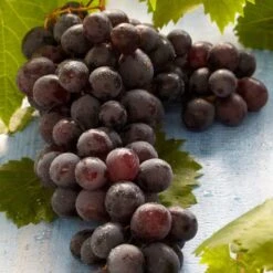 'Boskoop Glory' Seedless Outdoor Grape Vine -Roots FRU0071 2