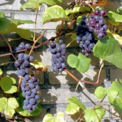 'Boskoop Glory' Seedless Outdoor Grape Vine -Roots FRU0071 3