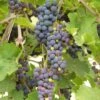 'Black Hamburgh' Indoor Grape Vine 2 'Black Hamburgh' Indoor Grape Vine -Roots FRU0073 4