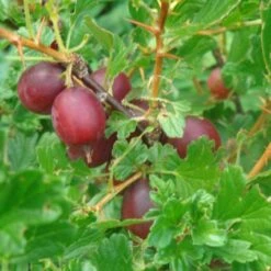 Hinnonmaki Red Gooseberry Bush 7 Hinnonmaki Red Gooseberry Bush -Roots FRU0075 2