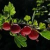 Hinnonmaki Red Gooseberry Bush 1 Hinnonmaki Red Gooseberry Bush -Roots FRU0075 4