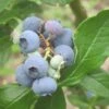 Patriot Blueberry Bush -Roots FRU0086 1