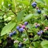 Goldtraube Blueberry Bush 1 Goldtraube Blueberry Bush -Roots FRU0088 1