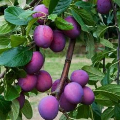 3 Super Easy To Grow Fruit Trees | Apple, Fig & Plum 15 3 Super Easy To Grow Fruit Trees | Apple, Fig & Plum -Roots FRU0106 6