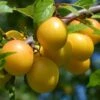 Oullins Golden Gage Plum Tree 2 Oullins Golden Gage Plum Tree -Roots FRU0112 4