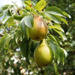 The 3 Top Performing Fruit Trees To Grow In The UK | Apple, Pear & Plum 10 The 3 Top Performing Fruit Trees To Grow In The UK | Apple, Pear & Plum -Roots FRU0122 5 9f804fa0 5256 4aac a3ea e8da26d0f46f