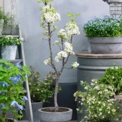 Doyenné Du Comice Pear Tree 11 Doyenné Du Comice Pear Tree -Roots FRU0124 4